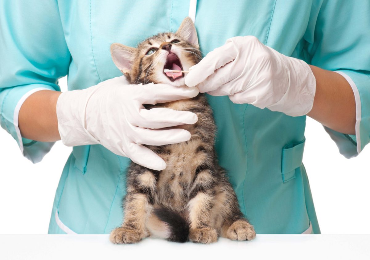 Стоматология для животных 