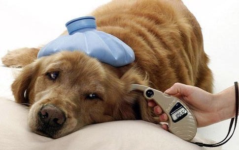 Терапия домашних животных