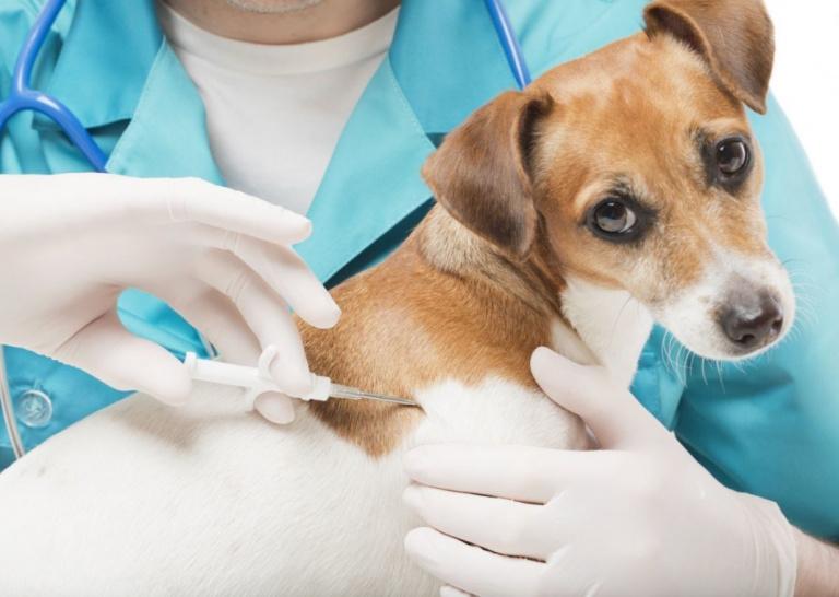 Вакцинация собаки на дому
