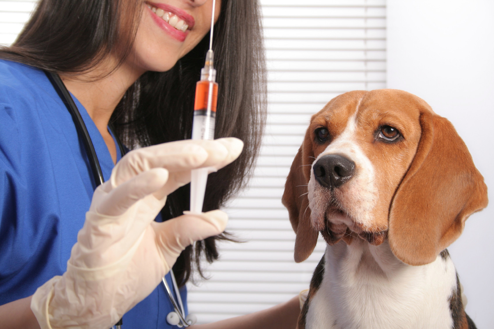 Вакцинация животных на дому