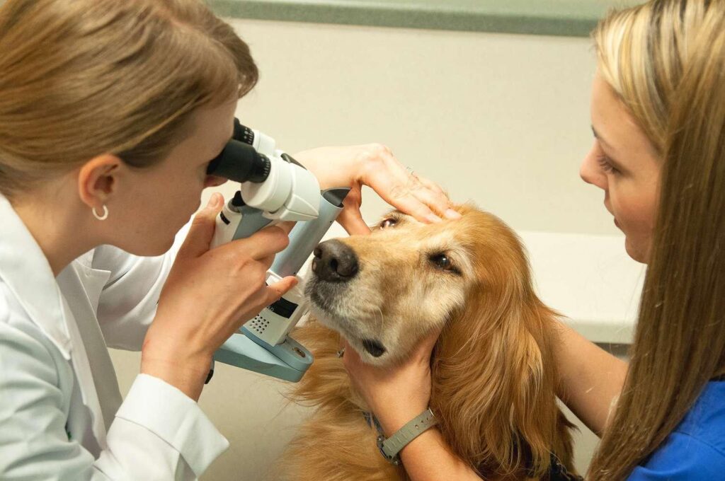Ветеринарная офтальмология 